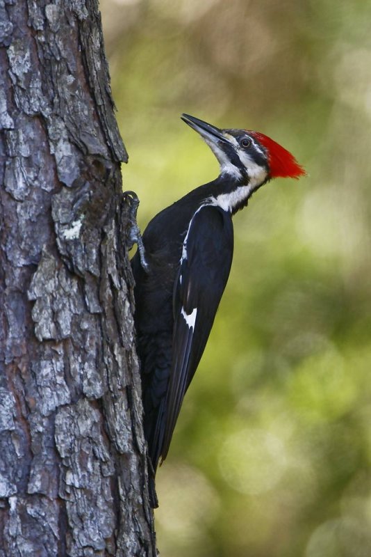 Pileated Woodpecker