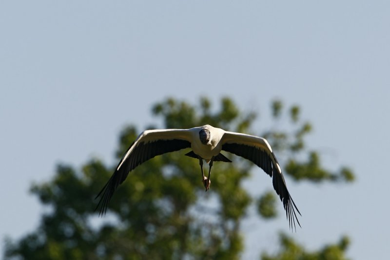 Wood Stork