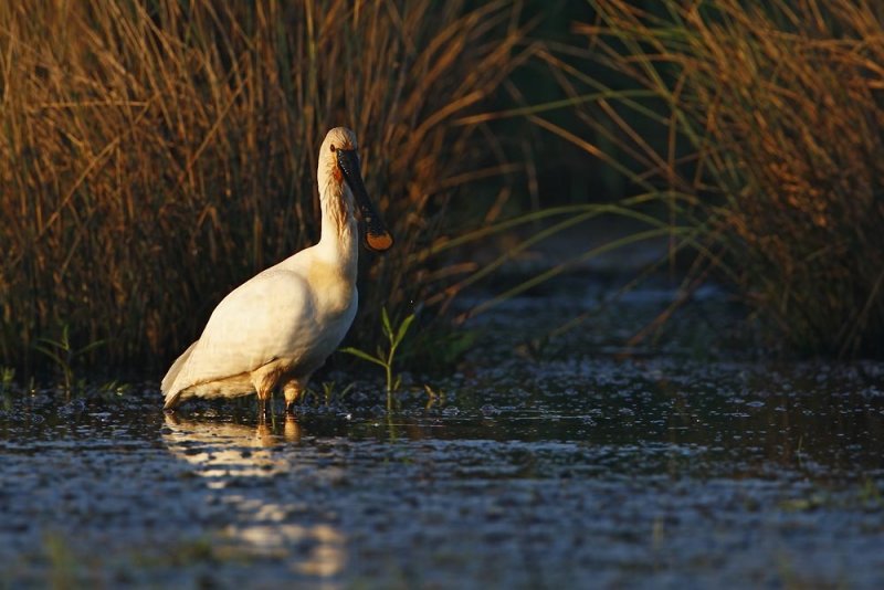 Spoonbill
