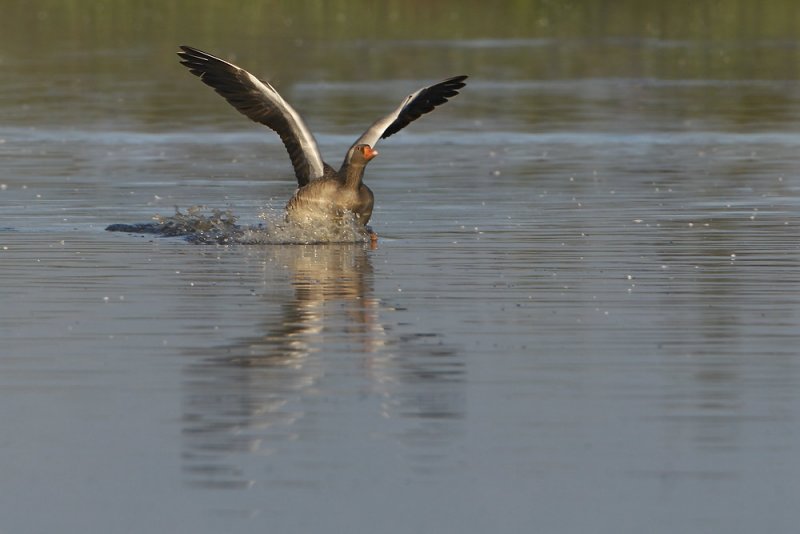 Greylag Goose