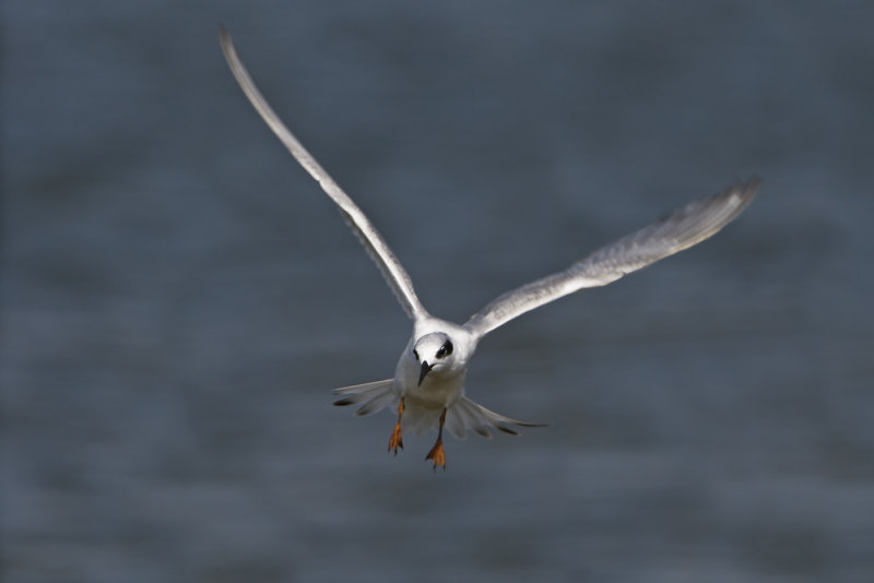 Forsters Tern