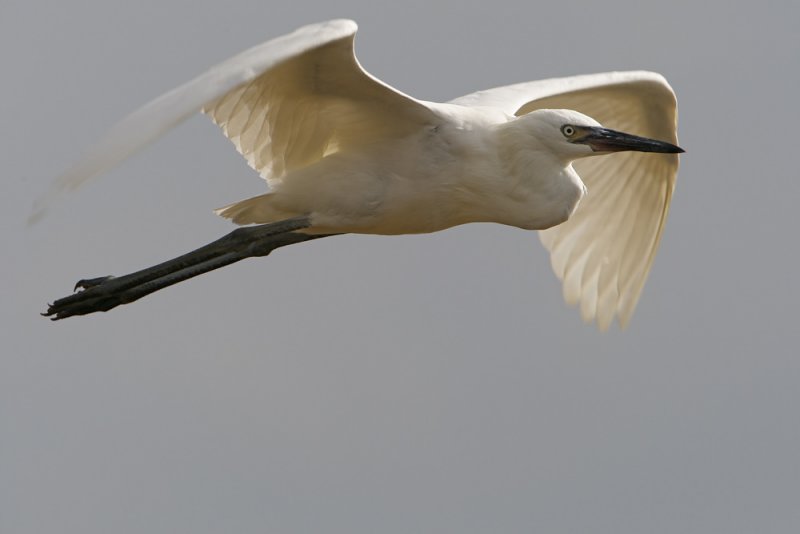 Reddish Egret (white morph)