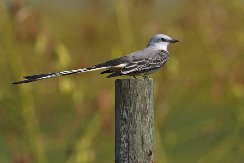 Scissor-tailed Flycatcher