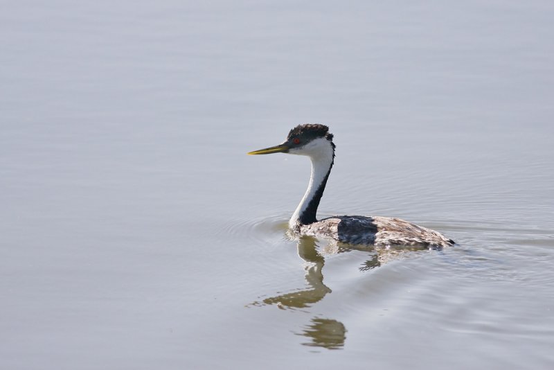 Western Grebe