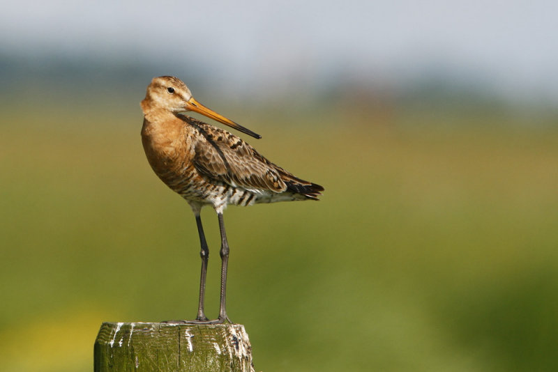 Black-tailed Godwit