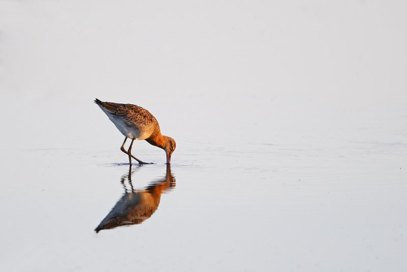 Black-tailed Godwit