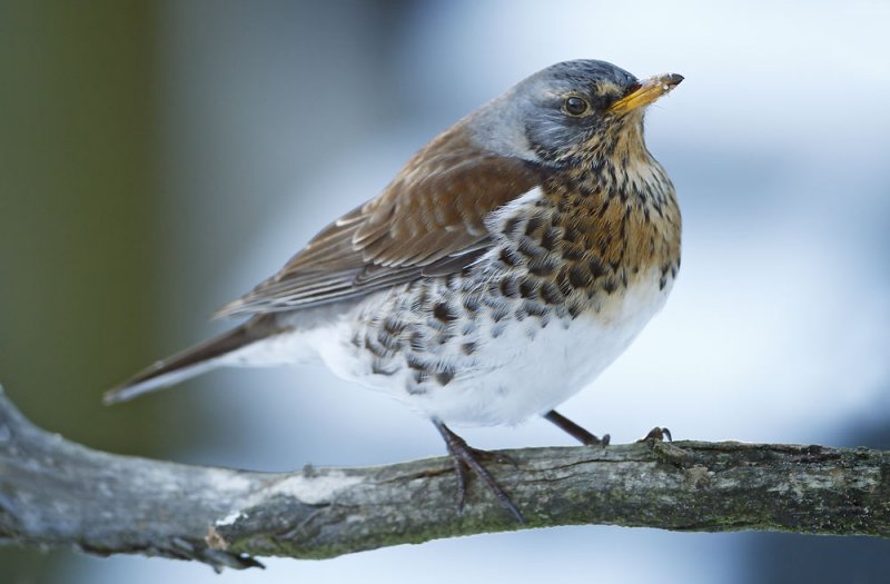 Fieldfare