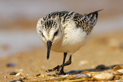 Sanderling