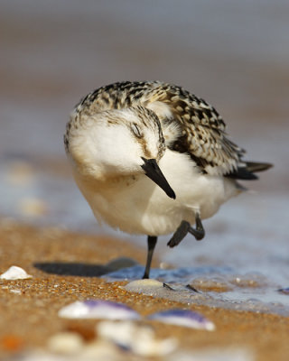 Sanderling