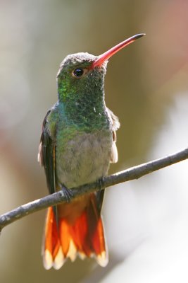 Rufous-tailed Hummingbird