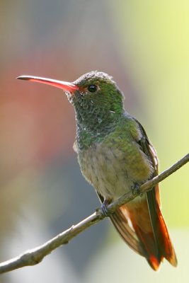 Rufous-tailed Hummingbird