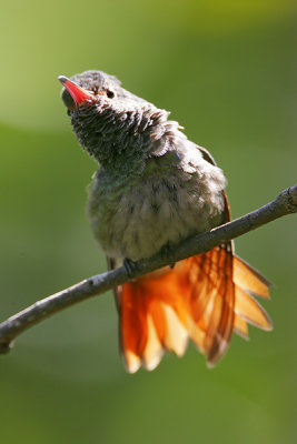 Rufous-tailed Hummingbird