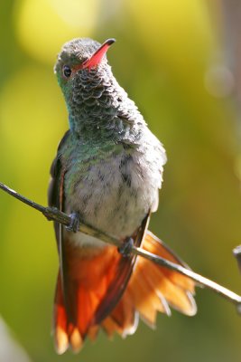 Rufous-tailed Hummingbird