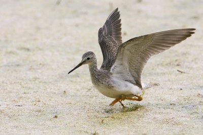 Lesser yellowlegs