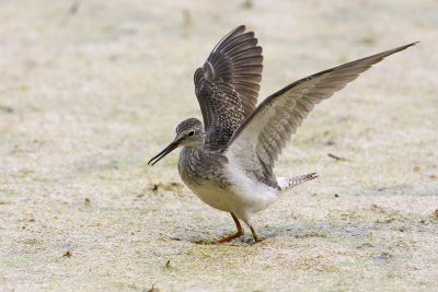 Lesser Yellowlegs