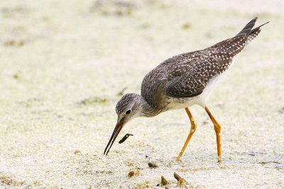 Lesser Yellowlegs