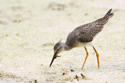 Lesser Yellowlegs