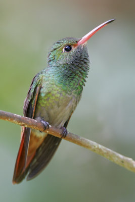 Rufous-tailed Hummingbird