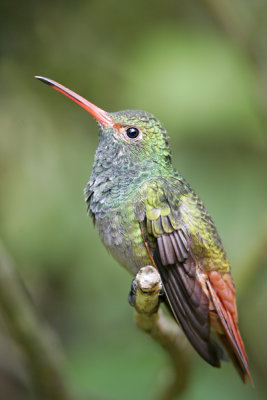 Rufous-tailed Hummingbird