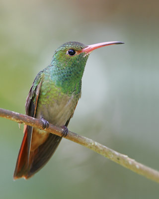 Rufous-tailed Hummingbird