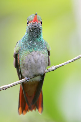 Rufous-tailed Hummingbird