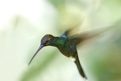 White-whiskered Hermit