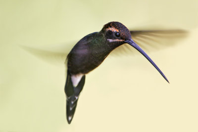 White-whiskered Hermit