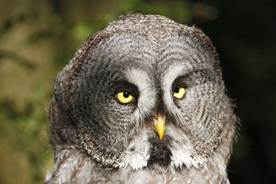 Great Grey Owl (Captive)
