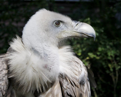 Griffon Vulture (Captive)