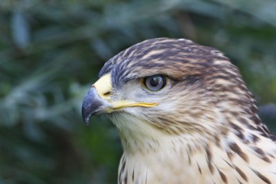 Ferruginous Hawk (Captive)