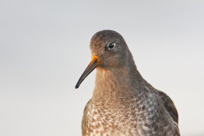 Purple Sandpiper