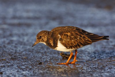 Turnstone