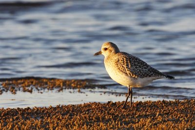 Grey Plover