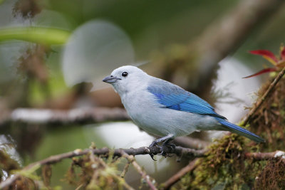 Blue-gray Tanager