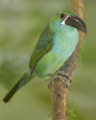 Crimson-rumped Toucanet