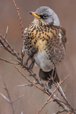 Fieldfare