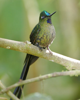 Violet-tailed Sylph