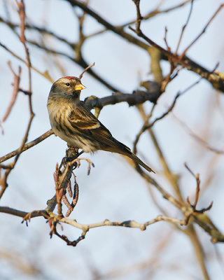 Mealy Redpoll