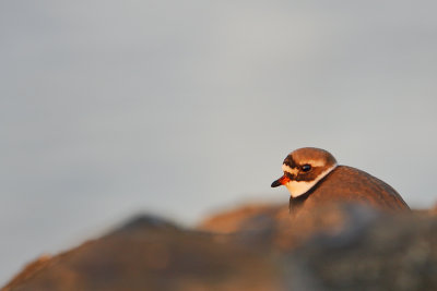 Ringed Plover