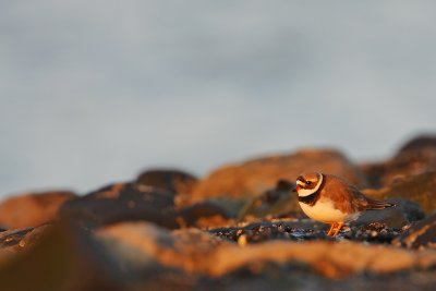 Ringed Plover