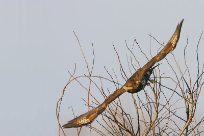 Common Buzzard