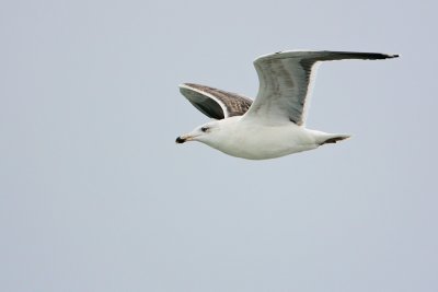 Lesser Black-backed Gull