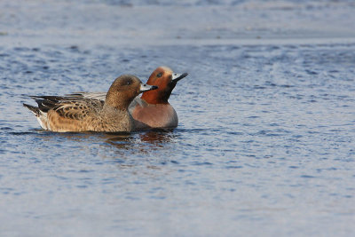 Eurasian Wigeon