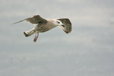 Herring Gull