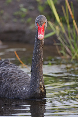 Black Swan