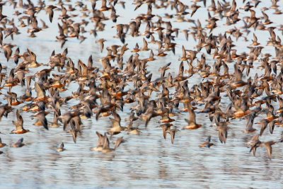 Bar-tailed Godwit