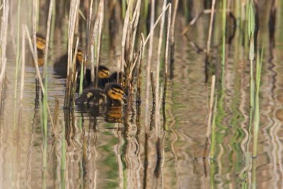 Mallard