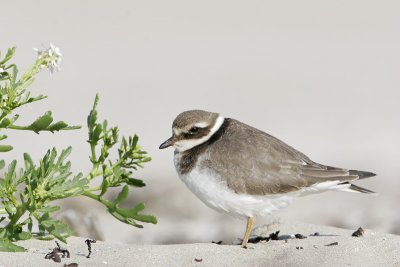 Ringed Plover