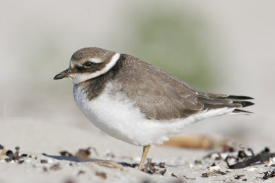 Ringed Plover