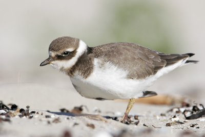 Ringed Plover